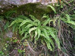 Asplenium trichomanes. Mature plants growing under overhang. 
 Image: L.R. Perrie © Leon Perrie CC BY-NC 3.0 NZ